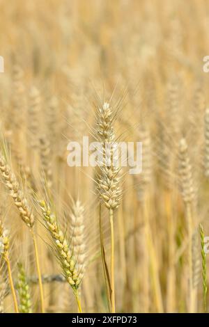 Vista dettagliata delle orecchie triticali mature su un campo triticale, incrocio tra segale e grano, foraggio, Parco Nazionale Neusiedler SEE-Seewinkel, Burgenland Foto Stock