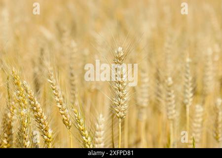 Vista dettagliata delle orecchie triticali mature su un campo triticale, incrocio tra segale e grano, foraggio, Parco Nazionale Neusiedler SEE-Seewinkel, Burgenland Foto Stock