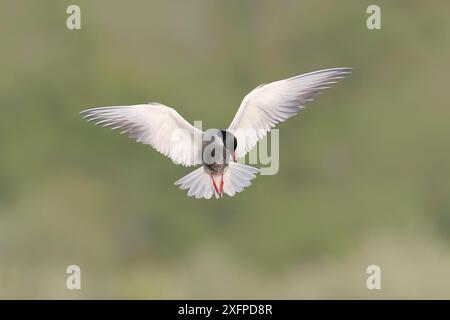 Tern dalla barba bianca (Chlidonias hybrida) in volo sulle zone umide, uccello migratorio che si riproduce sui laghi interni, sulle paludi e sui fiumi in Europa, fauna selvatica Foto Stock