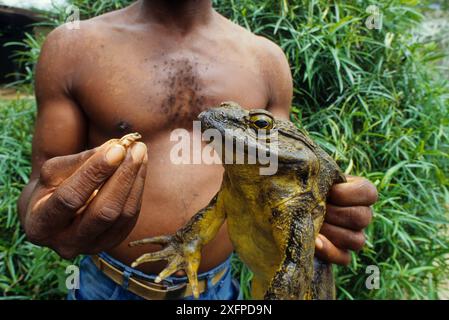 Uomo che tiene in mano una rana Golia grande (Conraua golia) e una rana di banana piccola (Afrixalus sp) per il confronto delle dimensioni, Sanaga, Camerun. Cacciato per carne di animali selvatici / cibo Foto Stock