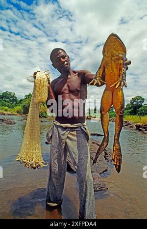 Uomo con rana Golia (Conraua Golia) e rete, Sanaga, Camerun. Cacciato per carne di animali selvatici / cibo Foto Stock