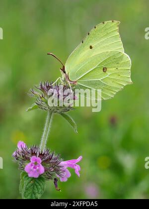 Farfalla Brimstone (Goneopteryx rhamni) maschio su fiore di basilico selvatico (Clinopodium vulgare) Hertfordshire, Inghilterra, Regno Unito, agosto Foto Stock