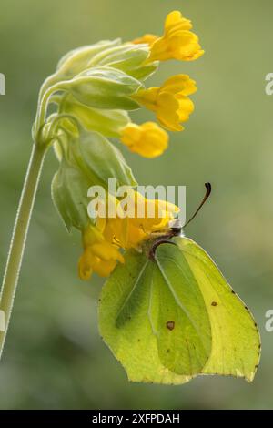 Brimstone Butterfly (Goneopteryx rhamni) maschio che cammina dal roosting su Cowslip (Primula veris) Bedfordshire, Inghilterra, Regno Unito, aprile Foto Stock