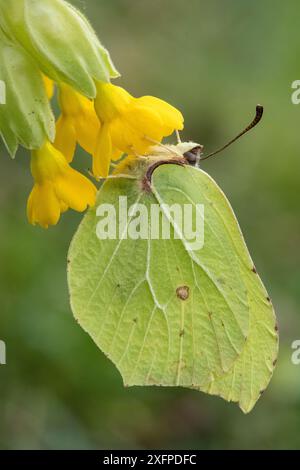 Brimstone butterfly (Goneopteryx rhamni) maschio sono ' appollaiati su Cowslip (Primula veris) Bedfordshire, England, Regno Unito, Aprile Foto Stock