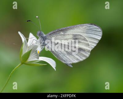 Farfalla bianca in legno (Leptidea sinapis) su Greater stitchwort (Stellaria holostea), Surrey, Inghilterra, Regno Unito, maggio - Focus impilato Foto Stock