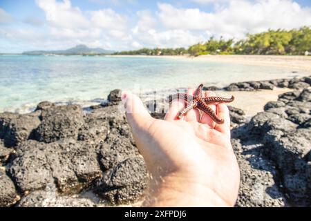 Stelle marine su una spiaggia sabbiosa con rocce laviche. Accoccolato tra le rocce di un'isola nell'Oceano Indiano, spiaggia dall'azzurro, Trou d'Eau Douce, Mauritius Foto Stock