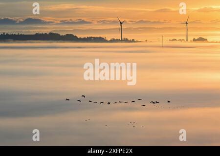 Vista panoramica di una turbina eolica che si innalza dalla nebbia mattutina e di uno stormo di gru che volano sopra la nebbia in sagome Foto Stock