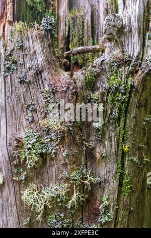 Vecchio ceppo di alberi marcio con licheni e muschi Foto Stock