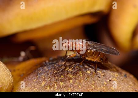 Fly (Dryomyza analis) una mosca distintiva associata a vari funghi, Bedfordshire, Inghilterra, Regno Unito, ottobre Foto Stock