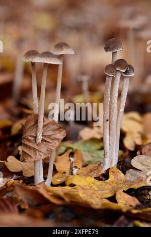 Brittlestem conico (Parasola conopilus) due piccoli gruppi che mostrano un cambiamento di colore del cappuccio in esemplari più vecchi, Buckinghamshire, Inghilterra, Regno Unito, settembre. Mettere a fuoco l'immagine sovrapposta. Foto Stock