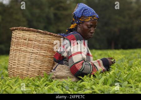 Donna che raccoglie il tè vicino alla foresta di Kakamega; piantagione di tè utilizzata come tampone per proteggere la foresta naturale, Kenya. Luglio 2017. Foto Stock