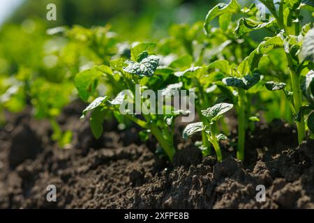 Campo di grano saraceno in fiore, coltivazione di grano saraceno biologico, concetto agroalimentare di successo, miele di grano saraceno Foto Stock