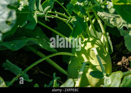 cavolo di cavolo di cavolo rabi su un letto di giardino di un'azienda agricola da vicino, agroalimentare, coltivando prodotti biologici Foto Stock