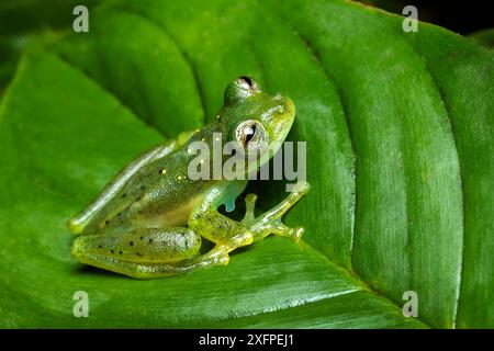 Rana di vetro smeraldo (Espadarana prosoblepon) maschio adulto, che mostra la colonna vertebrale omerale sul braccio superiore, Mindo, Ecuador. Giugno. Foto Stock