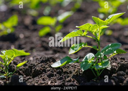 Campo di grano saraceno in fiore, coltivazione di grano saraceno biologico, concetto agroalimentare di successo, miele di grano saraceno Foto Stock