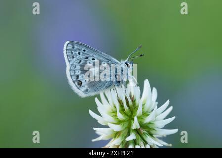 Farfalla blu Glandon (Agriades glandon) Bormio & Santa Caterina, Alpi, Italia, giugno. Foto Stock