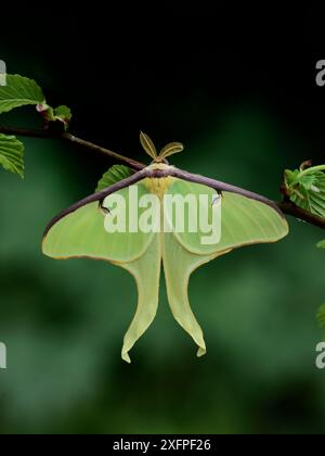 American Moon Moth (Actias luna) male, Michigan, USA, aprile. Foto Stock