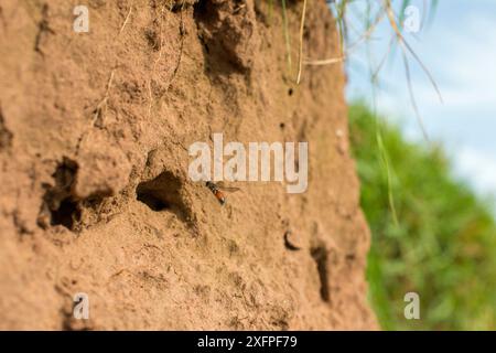 Femmina di api a sangue scuro (Sphecodes niger) che ispeziona una tana di nidi per parassitizzare le api sudate ospiti (Lasioglossum), Monmouthshire, Galles, Regno Unito, agosto. Foto Stock