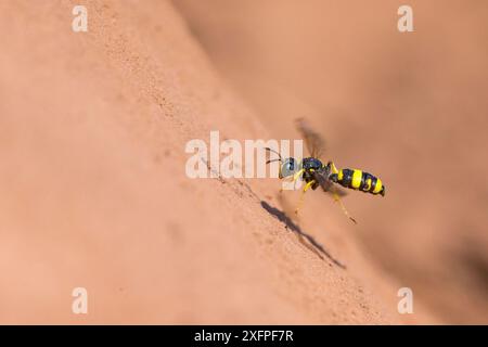 Vespa da scavatore ornata (Cerceris rybyensis) che vola a Burrow, Monmouthshire, Galles, Regno Unito, agosto. Foto Stock