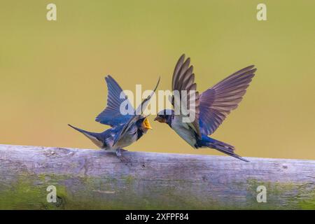 Barn Swallow (Hirundo rustica), allattamento per adulti, Monmouthshire, Galles, Regno Unito, luglio. Foto Stock