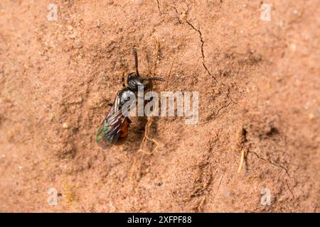 Femmina di api a sangue scuro (Sphecodes niger) che ispeziona le api sudate (Lasioglossum) nidificano per parassitizzare, Monmouthshire, Galles, Regno Unito, agosto. Foto Stock