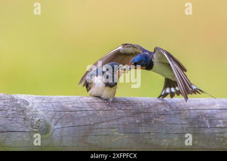 Barn Swallow (Hirundo rustica) per l'alimentazione degli adulti, Monmouthshire, Galles, Regno Unito, luglio. Foto Stock