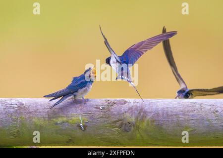 Barn Swallow (Hirundo rustica) che alimenta il neonato, Monmouthshire, Galles, Regno Unito, luglio. Foto Stock