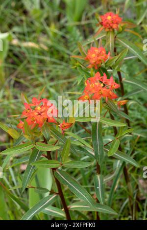 Euphorbia griffithii Fireglow (Wolfsmilch) Foto Stock