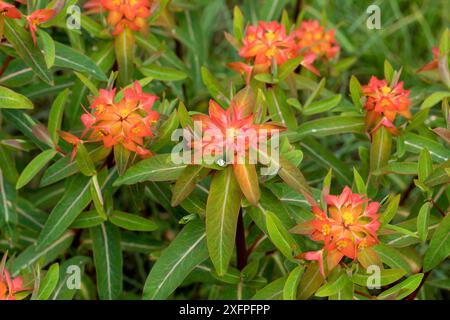 Euphorbia griffithii Fireglow (Wolfsmilch) Foto Stock