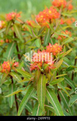 Euphorbia griffithii Fireglow (Wolfsmilch) Foto Stock