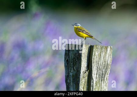 Wagtail giallo occidentale. Coda d'oca (Motacilla flava flava) nel Brandeburgo Foto Stock