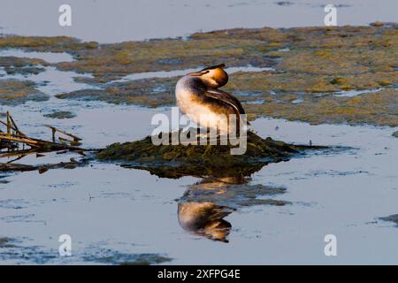 Ottimo grebe crestato nidificato al sole della sera Foto Stock