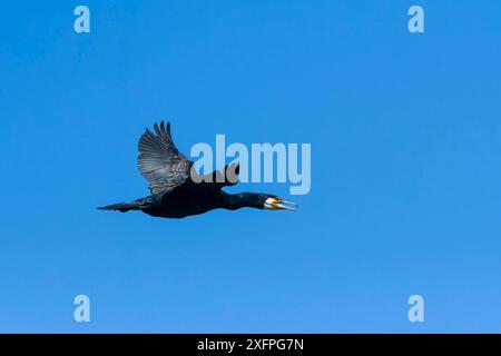 Ottimo cormorano in volo al sole della sera Foto Stock