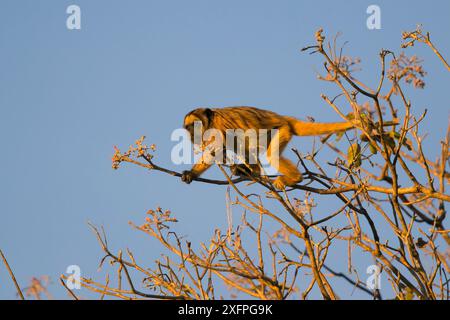 Nero scimmia urlatrice (Alouatta caraya) nella struttura ad albero, Pantanal, Brasile Foto Stock