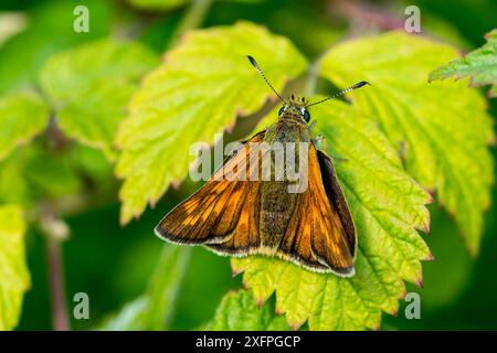 Grande skipper su una foglia. Skipper grande (Ochlodes sylvanus) Foto Stock