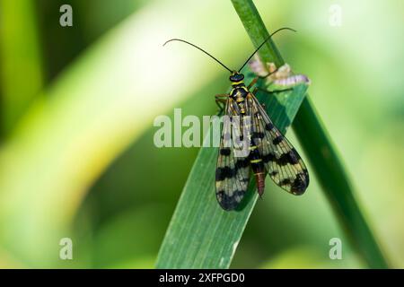 Comune scorpionfly (Panorpa communis) femmina. Scorpionfly comune, femmina su una foglia Foto Stock