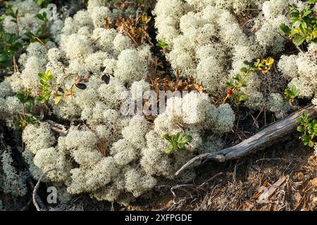 Cladonia rangiferina o vero lichen di renna in Svezia Foto Stock