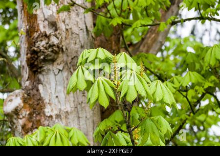 Castagno (Aesculus hippocastanum) in primavera. Ippocastano comune (Aesculus hippocastanum) in primavera Foto Stock