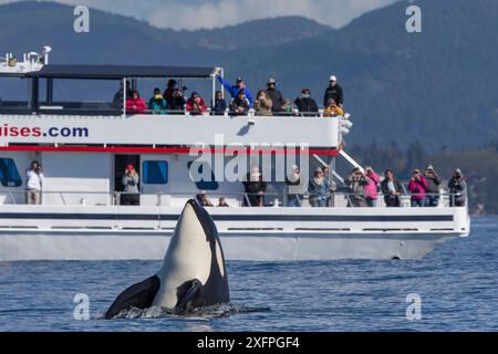 Balena assassina (Orcinus orca), salto di spionaggio, Salish Sea, vicino all'isola di Vancouver, Canada. Foto Stock