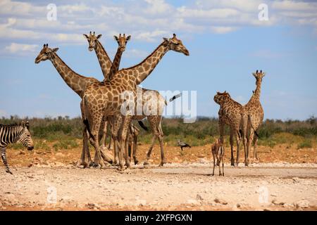 Giraffe e zebre di montagna in una pozza d'acqua nel parco nazionale di Etosha in Namibia Foto Stock