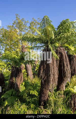 Felci da albero tenero / felci da uomo (Dicksonia antarctica) felce da albero sempreverdi originaria dell'Australia orientale Foto Stock