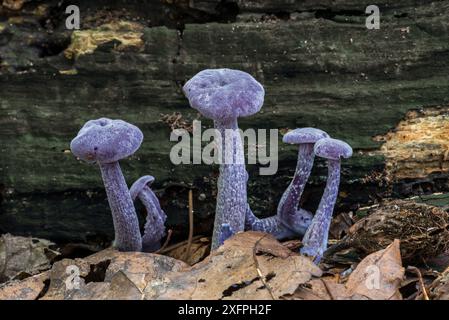 Amethyst deceiver (Laccaria amethystina) funghi nella foresta autunnale, Belgio, settembre Foto Stock