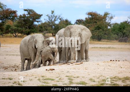 Una mandria di elefanti dopo un bagno di fango nel Parco Nazionale di Etocha in Namibia Foto Stock