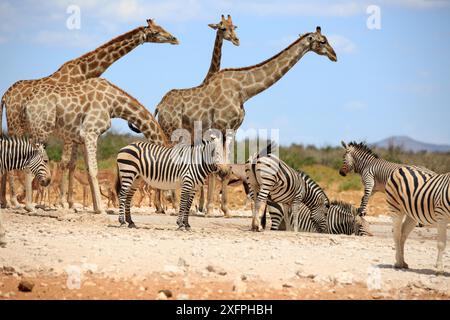 Zebre di montagna e giraffe che bevono in una pozza d'acqua nel Parco Nazionale di Etosha in Namibia Foto Stock