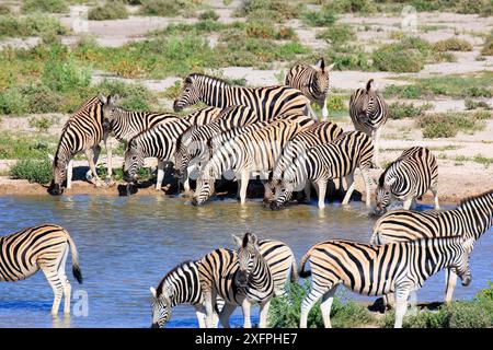 Zebre che bevono in un buco d'acqua nel Parco Nazionale di Etosha in Namibia Foto Stock