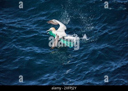 Gannet settentrionale (Morus bassanus) in volo con reti da pesca catturate a becco, St Kilda, Scozia, Regno Unito, maggio. Foto Stock