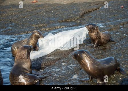 Le Galapagos pelliccia sigillo (Arctocephalus galapagoensis) cuccioli giocare con teli di plastica, Galapagos. Foto Stock