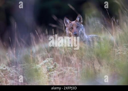 Lupo appenninico selvatico (Canis lupus italicus) cucciolo in estate. Appennino centrale, Abruzzo, Italia. Settembre. Sottospecie endemiche italiane. Foto Stock