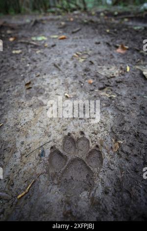 Il lupo appenninico selvatico (Canis lupus italicus) traccia nel fango su un sentiero forestale. Appennino centrale, Abruzzo, Italia. Settembre. Sottospecie endemiche italiane. Foto Stock