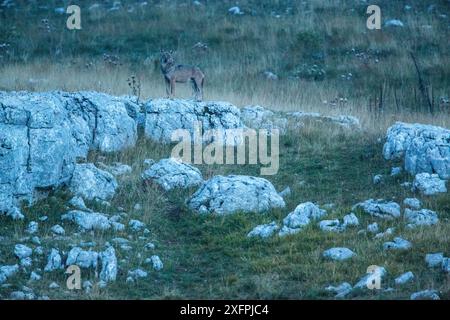 Lupo appenninico selvatico (Canis lupus italicus) adulto al crepuscolo. Appennino centrale, Abruzzo, Italia. Settembre. Sottospecie endemiche italiane. Foto Stock